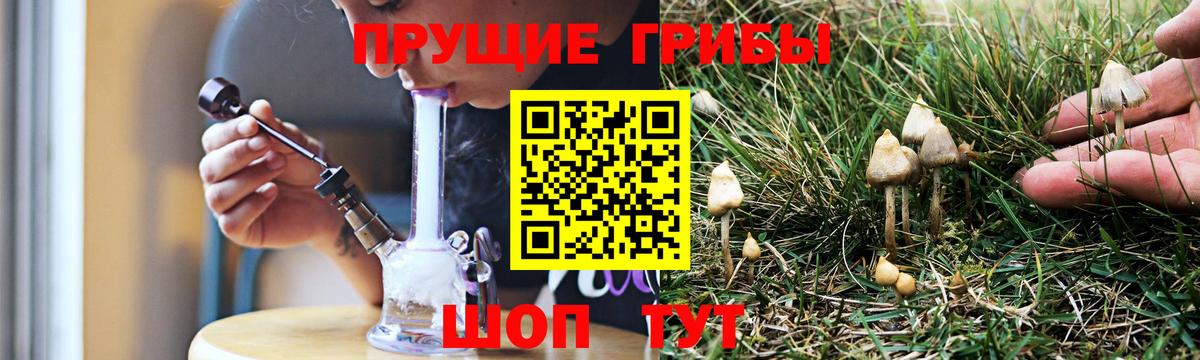 Псилоцибиновые грибы Psilocybe Богородск